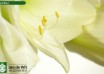 hippeastrum Mont Blanc (3)
